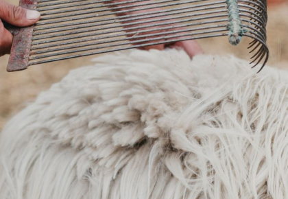 Vải Wool – Chất liệu từ tự nhiên và hành trình bền bỉ trong ngành dệt may